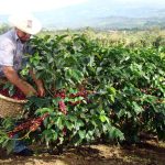 LA RIFLESSIONE / XYLELLA, LE PRESUNTE ORIGINI NASCONDONO GIA’ PRECISI PROGETTI DI INTERESSI PARTICOLARI ED ENORMI SPECULAZIONI