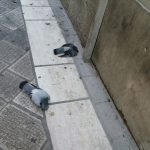 AVVELENAMENTO DI PICCIONI NEL CENTRO DI LECCE