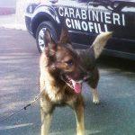 FINISCE IN CARCERE PRESUNTO SPACCIATORE DI CORSANO