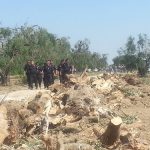 XYLELLA / RIPRENDE LA FOLLIA. DOPO LA ‘SEGNALAZIONE’ DI UN ULIVO ‘INFETTO’ AD OSTUNI, BRUXELLES ORDINA: “Abbattete tutti gli alberi intorno”. BARI ESEGUE SUBITO, E SI PREPARA A UBBIDIRE “senza alcun indugio”