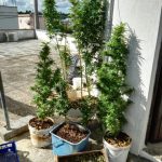 COLTIVAVA MARIJUANA, ARRESTATO UOMO DI TRICASE