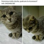 I NOSTRI AMICI ANIMALI / LE STORIE DI FEDERICA