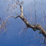 OGGI LA FESTA DEGLI ALBERI, E A TREPUZZI GERMOGLIANO GLI ULIVI ‘MALATI’. CORONATA DAL SUCCESSO UNA IMPORTANTE SPERIMENTAZIONE DELL’ ASSOCIAZIONE ‘MALACHIANTA’: “Gli ulivi si curano, non si eradicano”