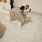 I NOSTRI AMICI ANIMALI / LE STORIE DI FEDERICA