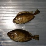 UN PESCE CONIGLIO SCURO, VELENOSO, ANZI, ALLUCINOGENO, DAL MAR ROSSO, IN UNA PESCHERIA DI TORRE SAN GIOVANNI