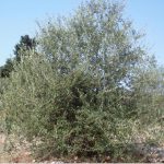 XYLELLA / ANNUNCIATA UNA CONFERENZA STAMPA DELLA COLDIRETTI: LA SOLUZIONE E’ L’OLIVASTRO?