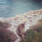 I NOSTRI AMICI ANIMALI / LE STORIE DI FEDERICA