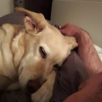 I NOSTRI AMICI ANIMALI / LE STORIE DI FEDERICA