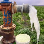 IL GRANDE FREDDO / NEVE E GHIACCIO DANNEGGIANO LE COLTIVAZIONI. GLI AGRICOLTORI LANCIANO L’ ALLARME