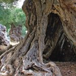 SARPAREA: LA FORESTA DEGLI ULIVI MONUMENTALI, IL PROGETTO DI UN RESORT DI LUSSO PER MILIONARI E L’ARTICOLO 9 DELLA COSTITUZIONE