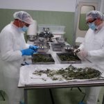 CANNABIS TERAPEUTICA, UN CONVEGNO A LECCE PER FARE IL PUNTO SULLA SITUAZIONE FRA REALTA’ E PROSPETTIVE