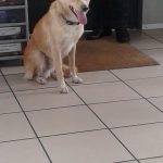 I NOSTRI AMICI ANIMALI / LE STORIE DI FEDERICA
