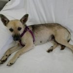 I NOSTRI AMICI ANIMALI / LE STORIE DI FEDERICA