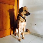 I NOSTRI AMICI ANIMALI / LE STORIE DI FEDERICA