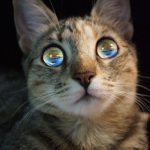 GRAZIE PER LA FOTO