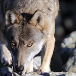 I NOSTRI AMICI ANIMALI / LE STORIE DI FEDERICA