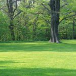 NUOVO ‘POLMONE VERDE’ A CUTROFIANO