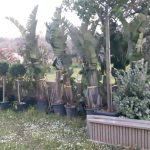 RECUPERATA REFURTIVA RUBATA IN UN VIVAIO / CARCERE PER UN GIOVANE E PER UN UOMO / TENTA COLPO IN TABACCHERIA, A 15 ANNI / BREVI DI NERA