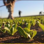 BRACCIA ASSEGNATE ALL’ AGRICOLTURA. DA OGGI PIU’ FACILE INTRAPRENDERE L’ ATTIVITA’, SU TERRENI ASSEGNATI DALLA REGIONE. OLTRE CHE SULL’ ECONOMIA, ATTESI BENEFICI ANCHE PER L’ AMBIENTE. LA LEGGE PROPOSTA DAL CONSIGLIERE CRISTIAN CASILI PRIMO FIRMATARIO, E DAL CONSIGLIERE COLONNA, APPROVATA ALL’ UNANIMITA’