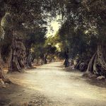 ORIA, TRE ULIVI MONUMENTALI VANNO GIÙ CONTRO OGNI LEGGE VIGENTE. COSA POSSONO FARE I CITTADINI PER IMPEDIRE ALTRI SCEMPI? MUOVERSI E SORVEGLIARE