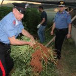 SCOPERTA UNA SERRA DI MARIJUANA A MONTERONI