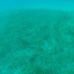 NO TAP: LE PRATERIE DI POSEIDONIA SONO PRESENTI LUNGO IL TRAGITTO
