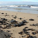 ALLARME CATRAME SULLE SPIAGGE DELLE MARINE LECCESI