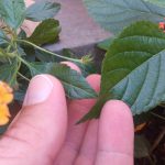 ESPERIMENTI CON IL COMPOST DOMESTICO DEI RIFIUTI CASALINGHI. A PARTE IL CICLO VIRTUOSO CHE SI INNESTA, I RISULTATI COME FERTILIZZANTE SONO INCREDIBILI…