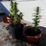 UN ARRESTO PER DROGA A CUTROFIANO