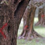 XYLELLA / IL REIMPIANTO DEL SALENTO