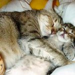 I NOSTRI AMICI ANIMALI / NITRITI SALENTINI
