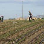 ACCUSATI DI SFRUTTAMENTO DEL LAVORO, A GINOSA FINISCONO IN CARCERE UN IMPRENDITORE AGRICOLO ITALIANO E IL SUO COLLABORATORE ROMENO