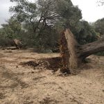 XYLELLA / DOPO LA DECISIONE DI BRUXELLES DI AUTORIZZARE ‘REIMPIANTI’ ED ‘ERADICAZIONI’, ARRIVATA COME DA COPIONE, POCHE CERTEZZE. E MOLTE DOMANDE