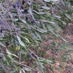 DI NUOVO TENSIONI E POLEMICHE AL CANTIERE, DOPO LE PRESUNTE “buone pratiche agricole” FATTE DALLA TAP, CHE PERO’ NON NE SPIEGA IL MOTIVO. GLI ATTIVISTI DEL COMITATO NO TAP CONTESTANO E PROTESTANO