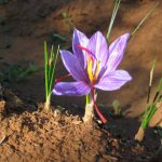 SALENTO TERRA DI ZAFFERANO. INVITO ALLA SCOPERTA DI QUESTA SPEZIA PREGIATA, A TREPUZZI, DOMENICA 29
