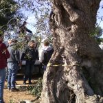 GIORNALISTA FERITO A MELENDUGNO SUL CANTIERE DELLA TAP, DOCUMENTAVA LA COSI’ DETTA ‘POTATURA’ DEGLI ULIVI. UNA DICHIARAZIONE DELLA SENATRICE DANIELA DONNO. DOMENICA PROSSIMA NUOVA PROTESTA DI PIAZZA A MELENDUGNO