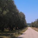 ULTIMISSIME DELLA MATTINATA