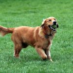 LA STORIA / ‘Mi stai disturbando!”, E SPARA AL CANE DELLA VICINA. IL POVERO GOLDEN RETRIEVER FERITO DA UNA FUCILATA, MA E’ STATO SOCCORSO E RIUSCIRA’ A RIPRENDERSI. IL FERITORE, UN AGRICOLTORE DI PORTO CESAREO, E’ STATO ARRESTATO DAI CARABINIERI