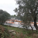 TAP E I DUE ULIVI DEL MISTERO. COMITATO NO TAP: NESSUN ULIVO È STATO ABBATTUTO. MA LA TAP SOSTIENE DI SÌ.