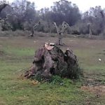 TAP ABBATTE DUE ULIVI “INFETTI” DA XYLELLA. POSSIAMO VEDERE LE ANALISI? ED EMILIANO QUANDO DECIDERÀ DI FARE QUALCOSA?