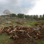 L’ APPROFONDIMENTO / DOPO I NUOVI MASSACRI DI ALBERI A CISTERNINO / L’ ‘AFFAIRE XYLELLA’, OVVERO LA RICONVERSIONE AGRICOLA CHE SI VUOLE IMPORRE FORZATAMENTE AL NOSTRO TERRITORIO