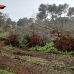 CENTO PINI D’ ALEPPO ABBATTUTI A CAVALLINO