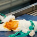 ‘NO ALLA STERILIZZAZIONE DEI GATTI’