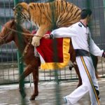 PROTESTA AL CIRCO ORFEI