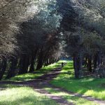 PASSEGGIATA A TORCITO DI CANNOLE DOMENICA 8
