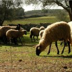 IL ‘FORMAGGIO DAY’ A LECCE DOMENICA 8