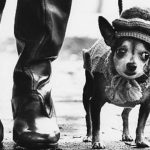 MOSTRA A PAGAMENTO SUL FOTOGRAFO ELLIOT AL CARLO V