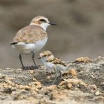 QUALCUNO VOLO’ SUL NIDO DEL FRATINO