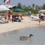 UN BAGNO AL MARE, FRA LE ANATRE SELVATICHE