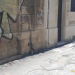 UCCISO UN SERPENTE CERVONE, SPECIE PROTETTA